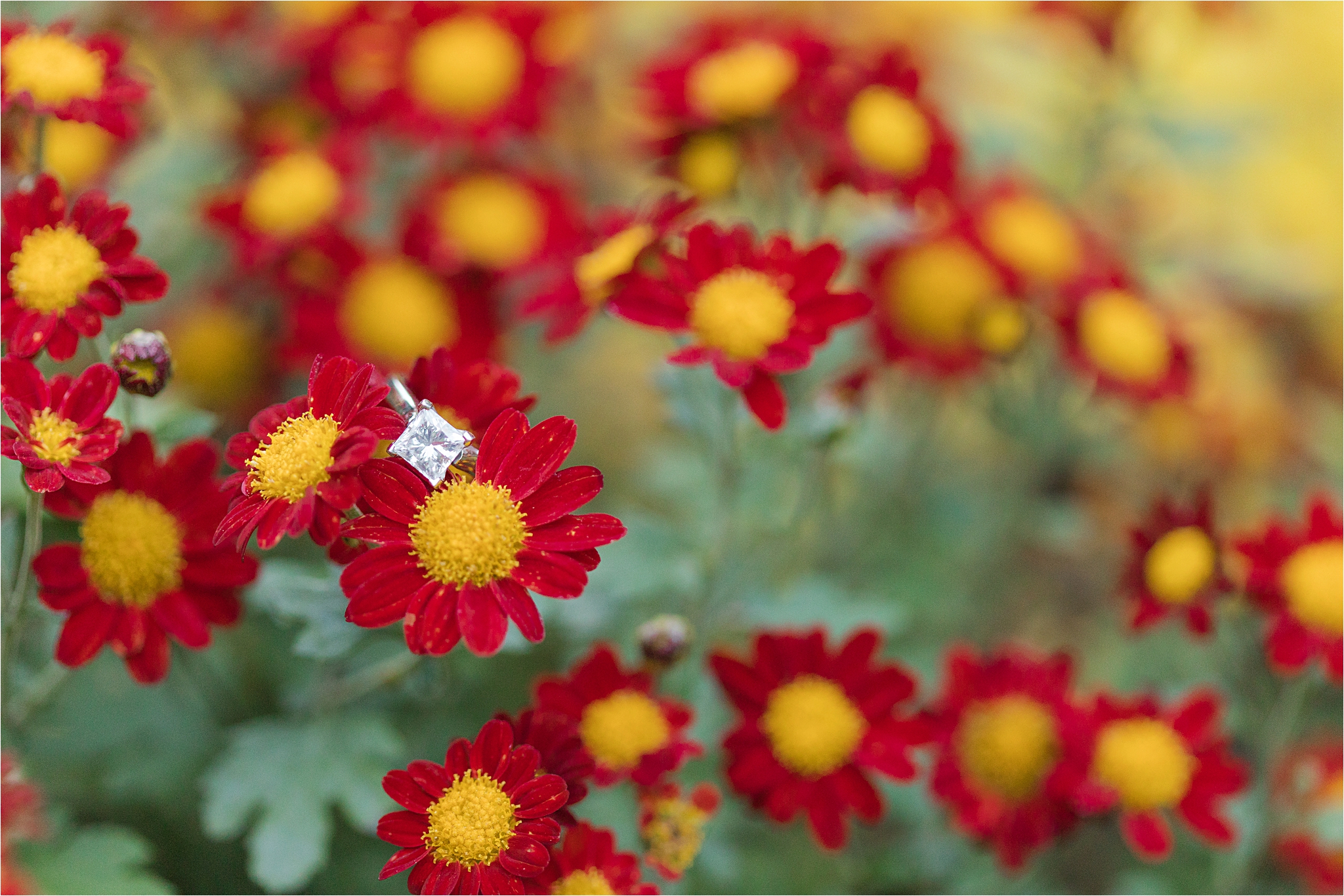Princess-cut-engagement-ring-white-gold-1-carrot-alabama-wedding-photographer