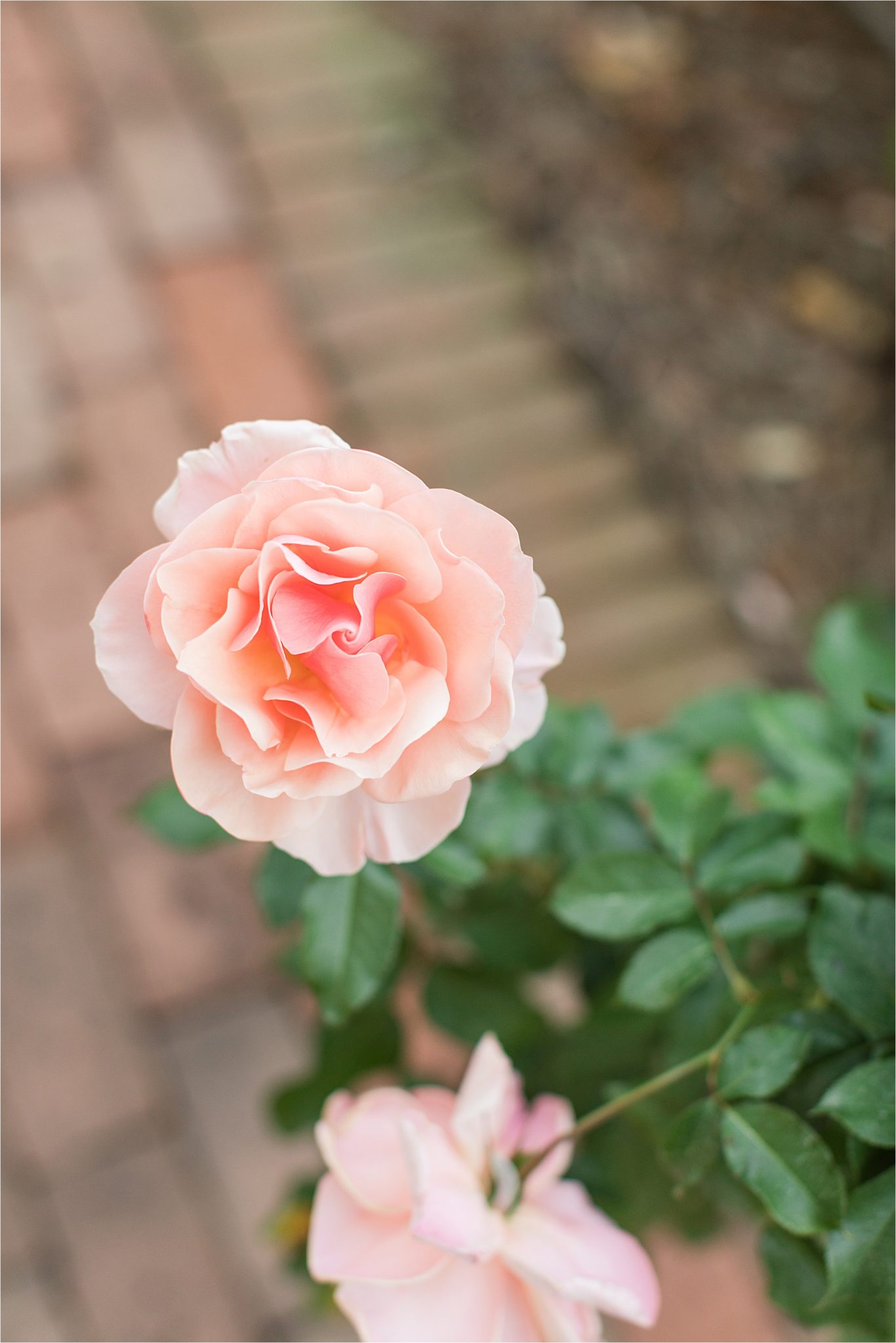 Bellingrath GardensEngagement-Session-alabama-wedding-photographer-flower-pink