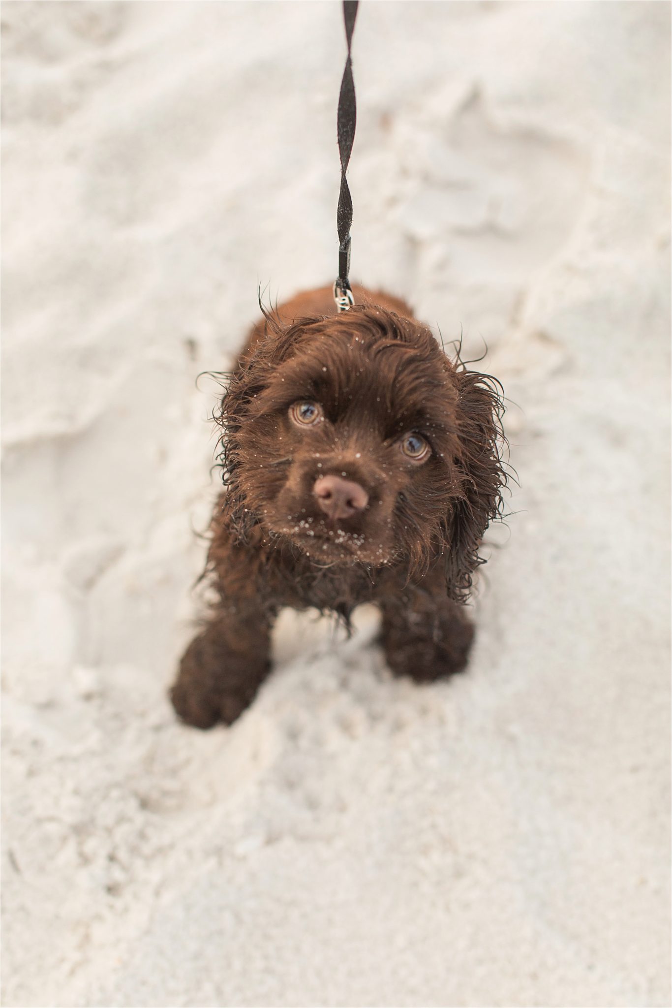 cocker-spaniel-puppies-puppy-chocolate-beach-ocean-dog