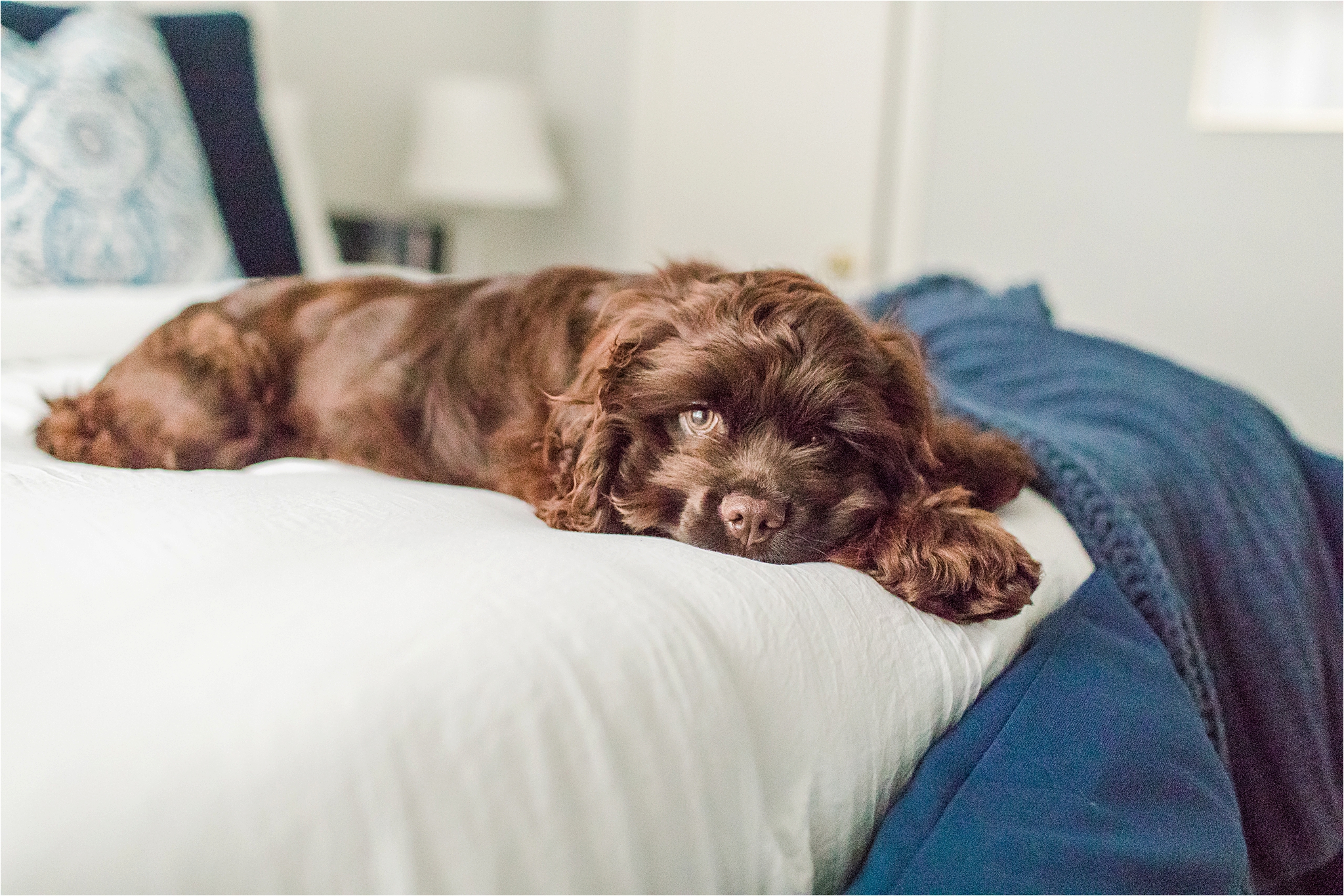 house to home-puppies at home-cocker spaniel-puppy-love