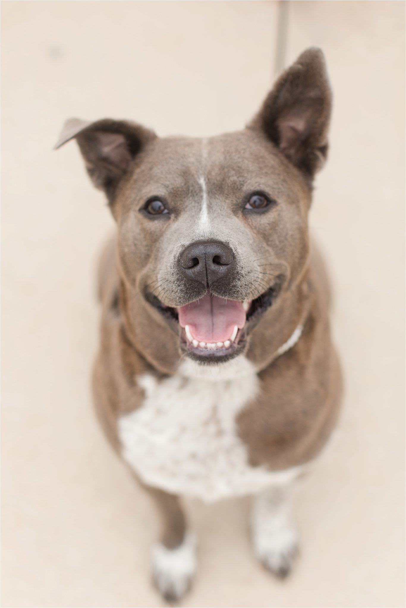 auburn-alabama-wedding-photographer-engagement-sessions-pups-dogs