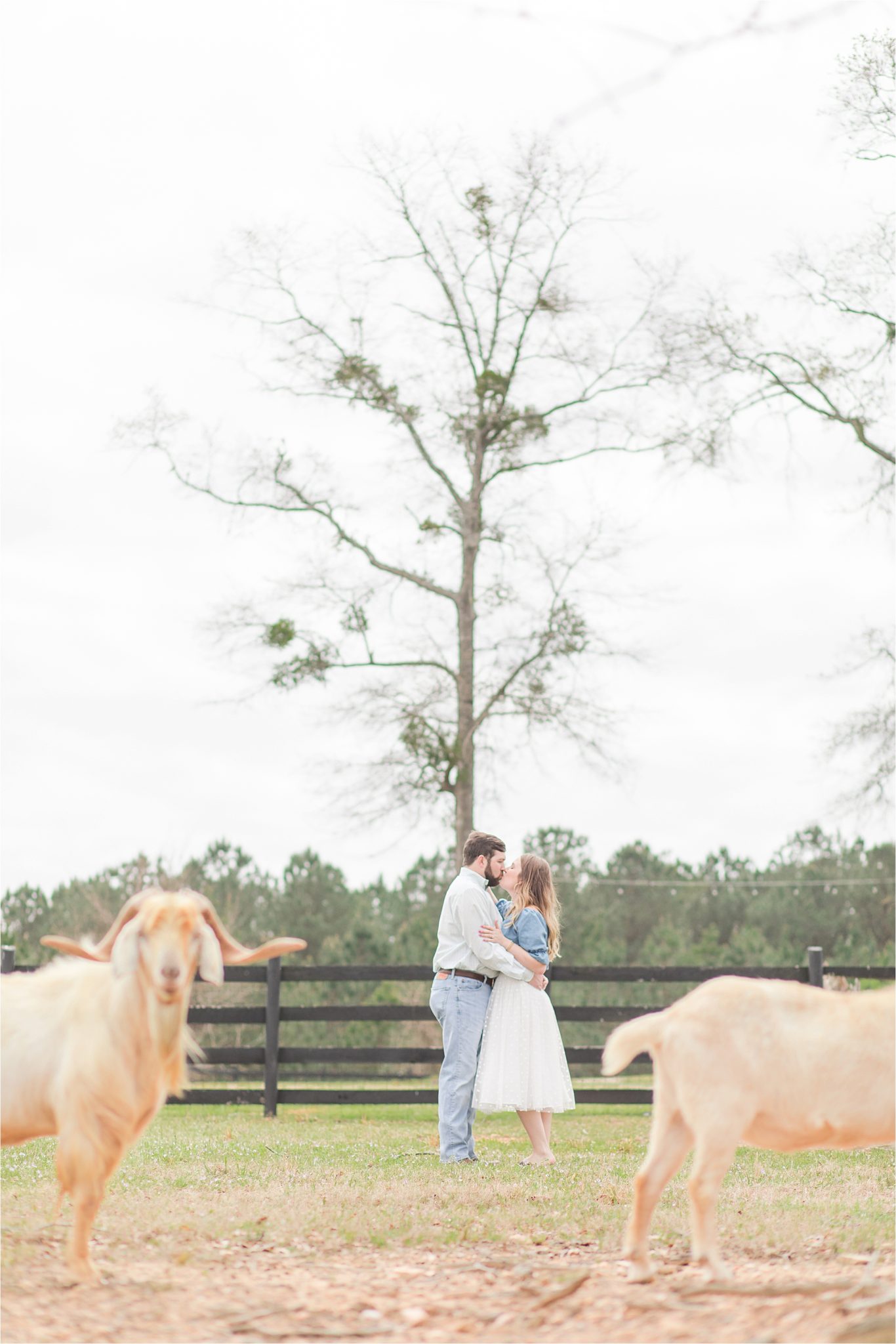 auburn-alabama-wedding-photographer-engagement-sessions-farm-goats-animals