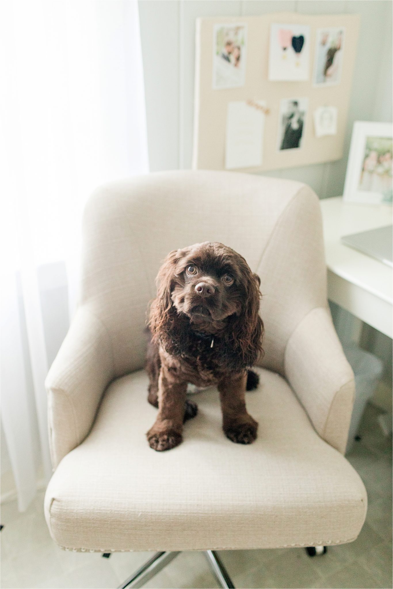 Baskin Robbins the Chocolate Cocker Spaniel