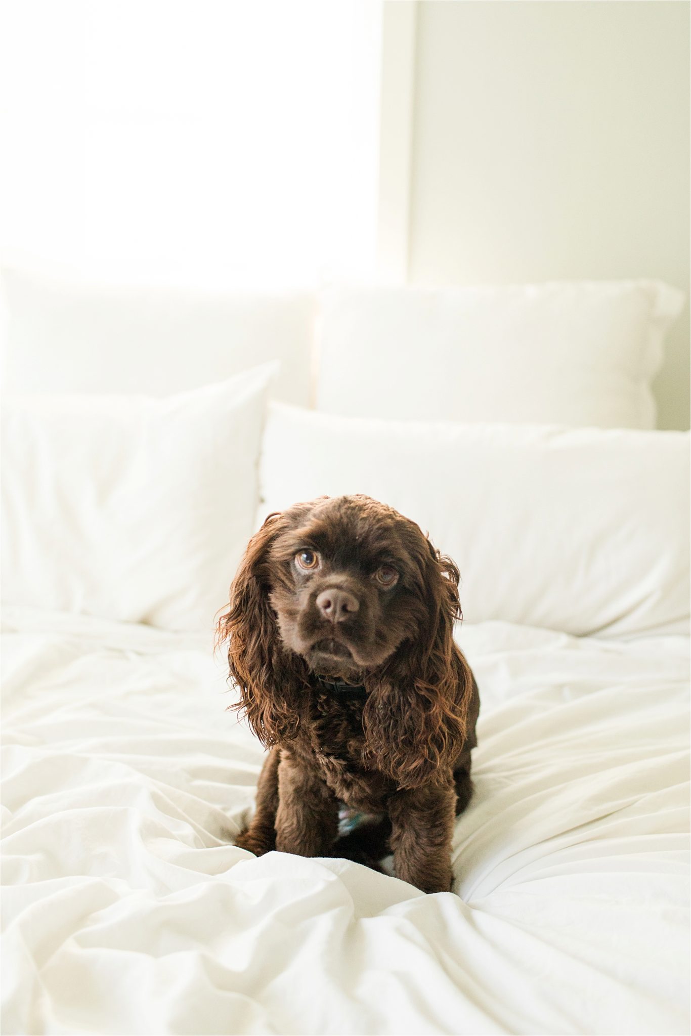 Baskin Robbins the Chocolate Cocker Spaniel