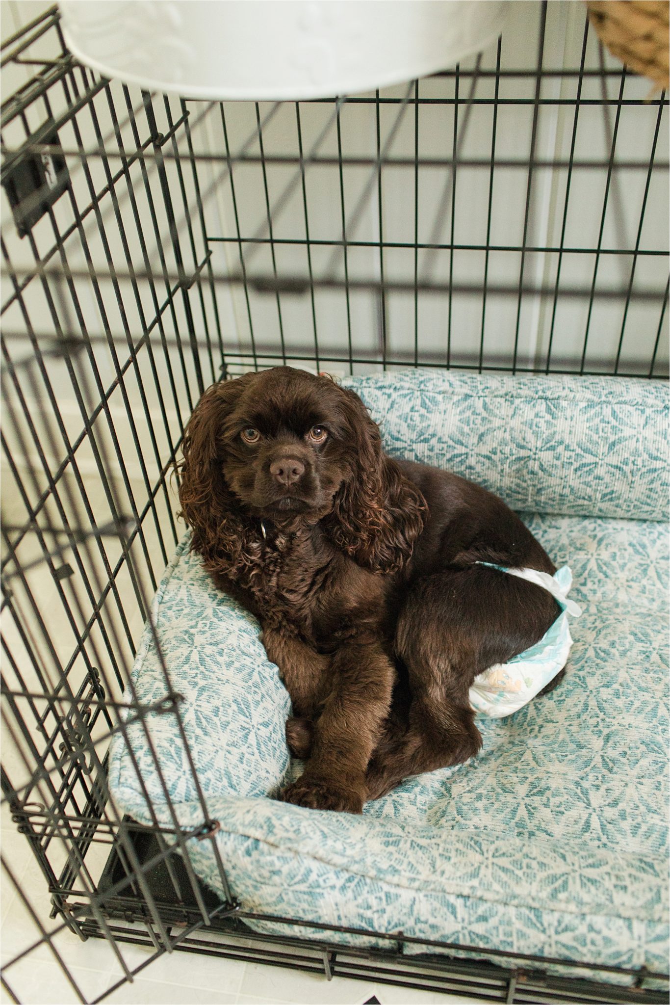 Baskin Robbins the Chocolate Cocker Spaniel